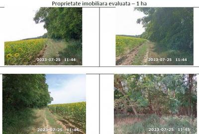 Teren de 10000 mp, în Horgești - 5