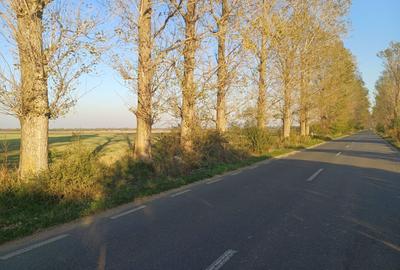 Teren agricol extravilan de 5300 mp, în Gruiu - 5