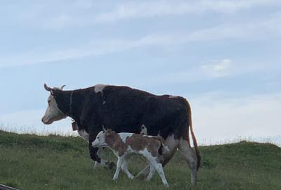 Teren de 1000 mp, în Fundata - 2