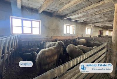 Oportunitate de investitie, Ferma Padurea Galbena  - Cehal, Marghita - 10