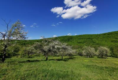 Teren de 680 mp, în Budeasa Mică - 10