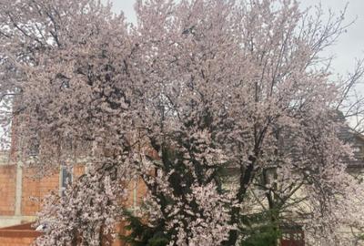 Vila de vanzare, 520 mp, zona Orasul Vechi - 2