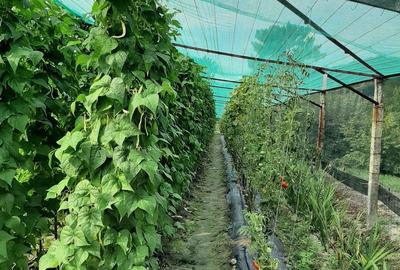 Casă cu 6 camere cu Teren 12500 Mp în Copăcelu - 7