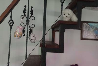 Apartament cu 3 camere în Berceni - 2