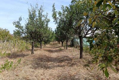 Casă cu 3 camere cu Teren 3075 Mp în Balș - 9