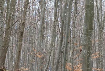 Teren de 30000000 mp, în Exterior Vest - 3