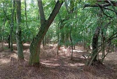 Teren padure, cota de 1/48 Horgesti, ID: R2325871 - 3