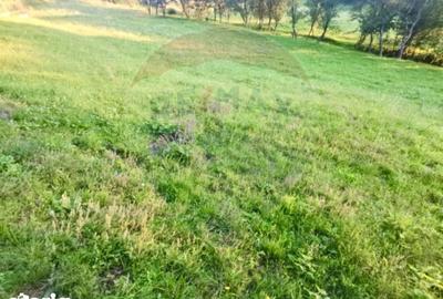 Teren de 6900 mp, în Ocna Șugatag - 3