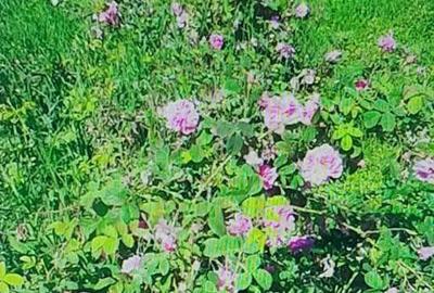 Spațiu comercial, în Central - 7