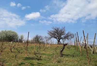 Teren intravilan - Paleu, Bihor - 2