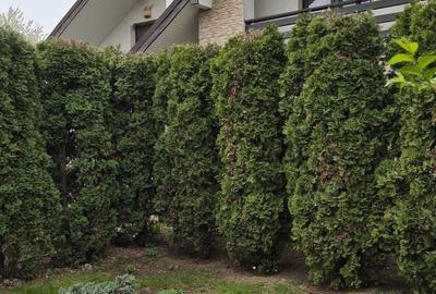 Casă cu 4 camere în Lunca Cetățuii - 6