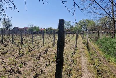 Casă cu 5 camere cu Teren 3937 Mp în Central - 5