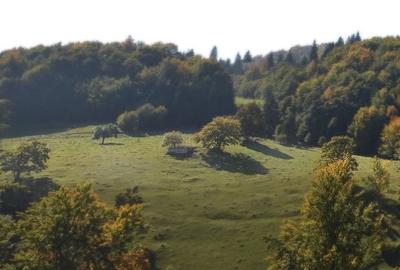 Teren Construcții intravilan de 8000 mp, în Fundata - 1