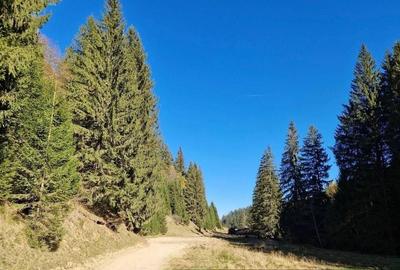 Teren 2.763 mp Poiana Brașov – lângă Stâna Turistică Sergiana - 2