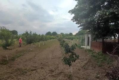 Casă cu 5 camere cu Teren 2500 Mp în Central - 10