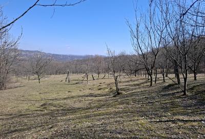 Teren agricol extravilan de 4800 mp, în Aluniș - 2
