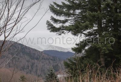 Busteni – Kalinderu, Teren Cu Vedere Senzationala Spre Muntii Bucegi! - 5