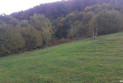 Teren de 3300 mp, în Dobra - 5