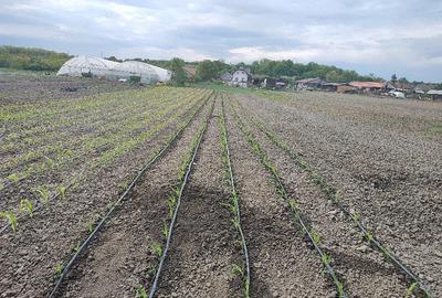 Casă cu 3 camere cu Teren 1300 Mp în Sălacea - 1