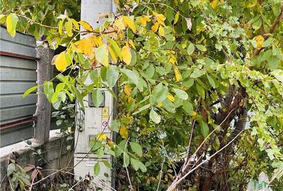 Teren intravilan 493 mp, superb, stradal la asfalt, GIULESTI str CARAMIDARIEI, S - 4