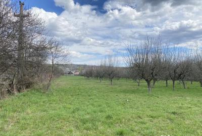 Teren de 7000 mp, în Berevoești - 5
