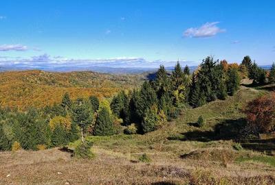 Teren de 10000 mp, în Melicești - 1