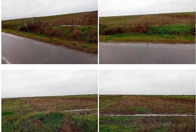 Teren de 10000 mp, în Mogoșani