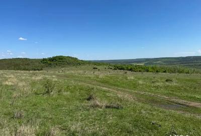 Teren de 480000 mp, în Prunișor - 5