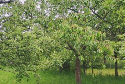 Spațiu comercial, în Central - 2