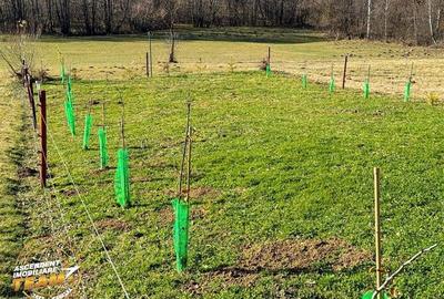 FILM! Teren extravilan 682 mp + rulota, Floroaia, Intorsura Buzaului - 4