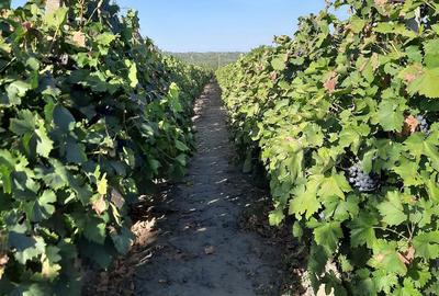 Casă cu 3 camere în Dumbrăveni - 10