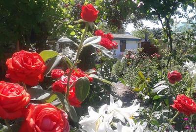 Casă cu 11 camere cu Teren 2200 Mp în Crișan - 14