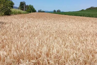 Teren de 6000 mp, în Șoimuș - 3