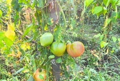 Casă individuală cu 3 camere cu Garaj în Ultracentral - 33