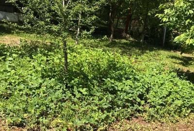 Casă în Aurel Vlaicu - 9