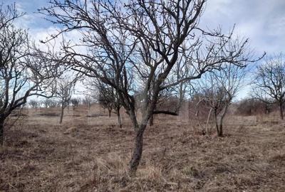 Teren intravilan 3712 mp + 2600 mp extravilan in Dobrovat Teren intravilan 3712 mp + 2600 mp extravilan in Dobrovat - 3