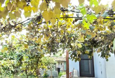 Casa 3 camere 92 mp, 338 mp de teren - 2