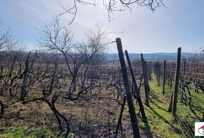 Teren de 1996 mp, în Viile Satu Mare - 5