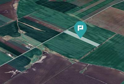 Teren 30.000 mp cu acces asfaltat Peciu Nou - 4