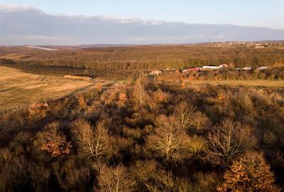 Teren intravilan de 4333 mp, în Săldăbagiu de Munte - 13