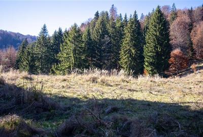 Teren Construcții extravilan de 20000 mp, în Siriu - 14