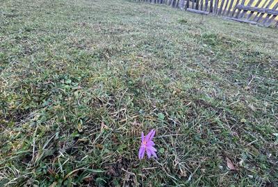 De vanzare 6850 mp pasune langa Manastirea Doroteia - Frasin /Plutonita - 8