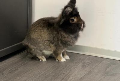 Apartament cu 2 camere semidecomandat, mobilat în Universitate - 40