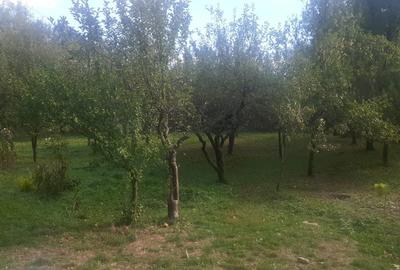 Casă cu 3 camere cu Teren 12000 Mp în Valea Anei - 1