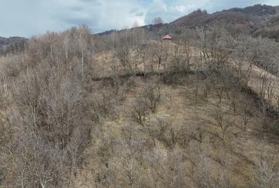 Teren Construcții intravilan de 3485 mp, în Cerașu - 8