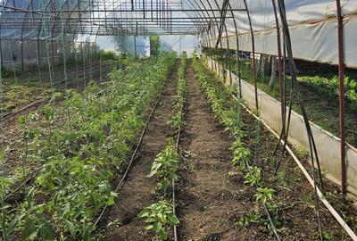 Casă cu 4 camere în Dracea - 5