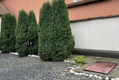 Vand casa Gavojdia - 2