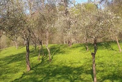 2 camere, 4000 mp,langa lacul Vidraru - 5