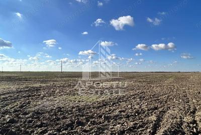 Teren de 98503 mp, în Peciu Nou - 1