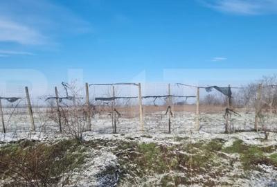 Teren de 50000 mp, în Ciorani - 3